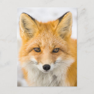 Red Fox Portrait Postcard