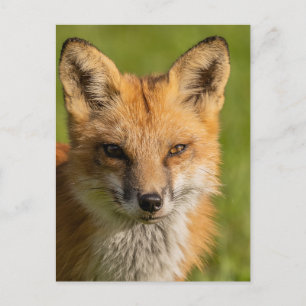 Red Fox Portrait Postcard