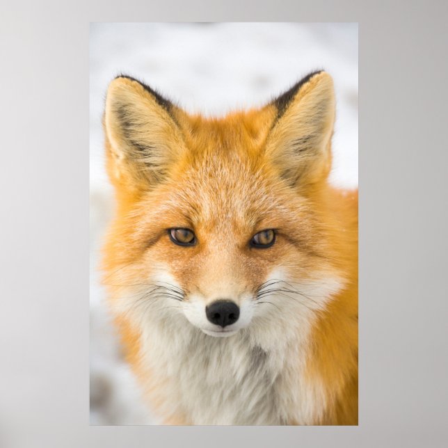 Red Fox Portrait Poster (Front)