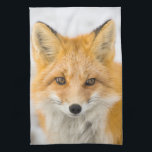 Red Fox Portrait Tea Towel<br><div class="desc">Red fox in Alaska's Arctic,  Atigun Pass,  Brooks Range</div>