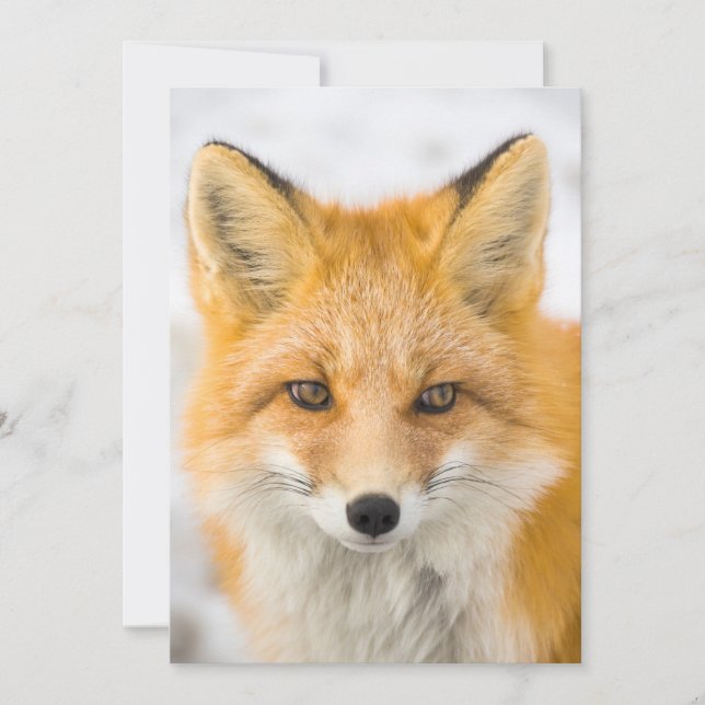 Red Fox Portrait Thank You Card (Front)