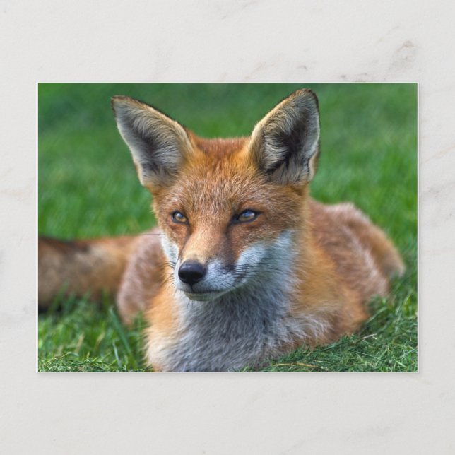 Red Fox Postcard (Front)