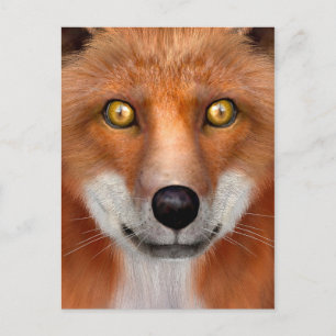 Red Fox Postcard