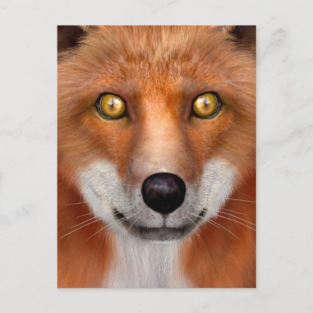 Red Fox Postcard (Front)