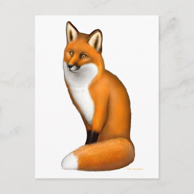 Red Fox Postcard (Front)