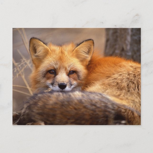 Red Fox Postcard (Front)