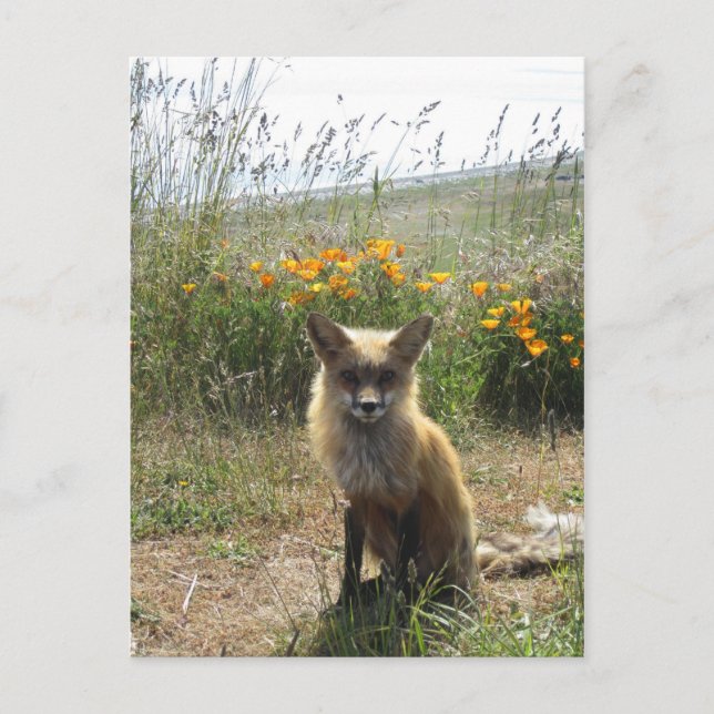 Red Fox Postcard (Front)