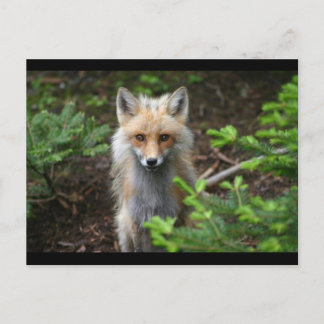 Red Fox Postcard