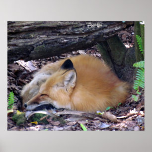 Red Fox Poster