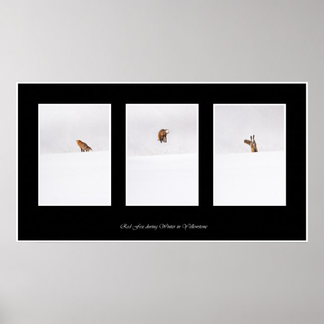 Red Fox Poster (Front)