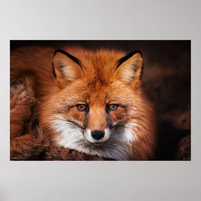 Red Fox Poster (Front)
