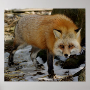 Red Fox Poster