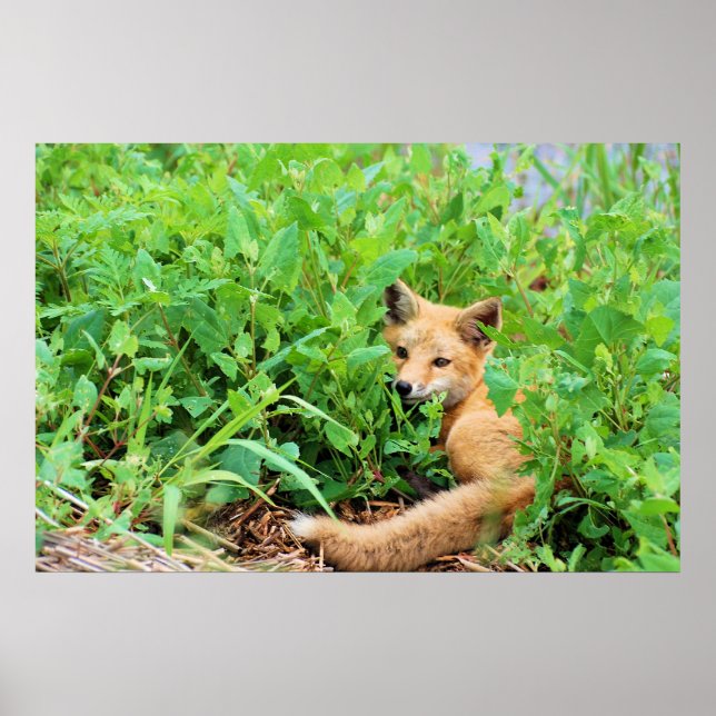 Red Fox Poster (Front)