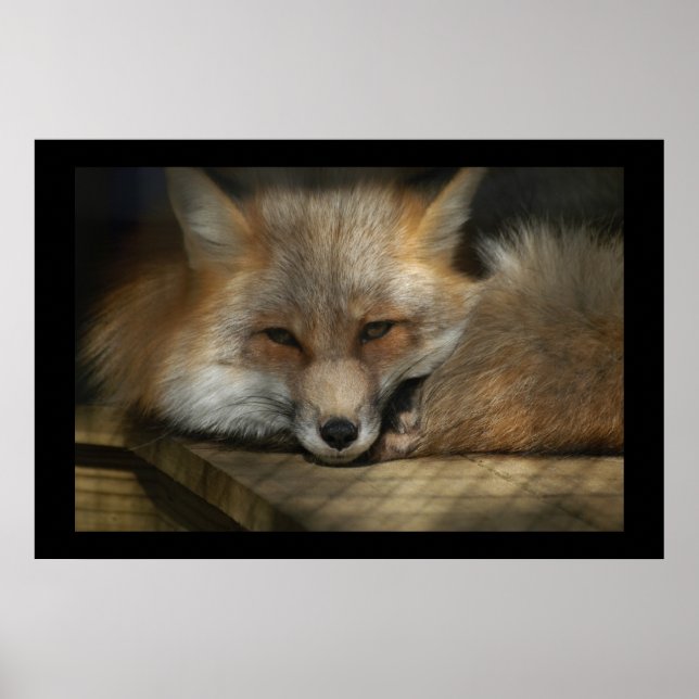 Red Fox Print (Front)