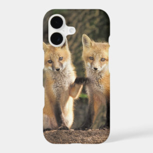 Red Fox pup in front of den Vulpes vulpes)
