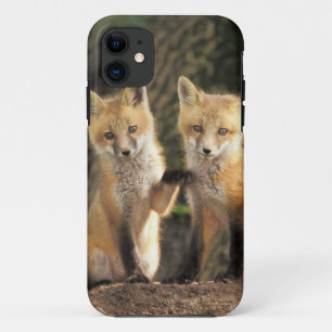 Red Fox pup in front of den Vulpes vulpes) iPhone 11 Case