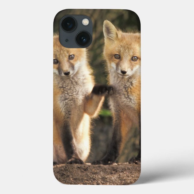 Red Fox pup in front of den Vulpes vulpes) Case-Mate iPhone Case (Back)