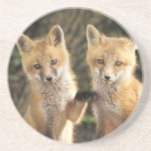 Red Fox pup in front of den Vulpes vulpes) Coaster