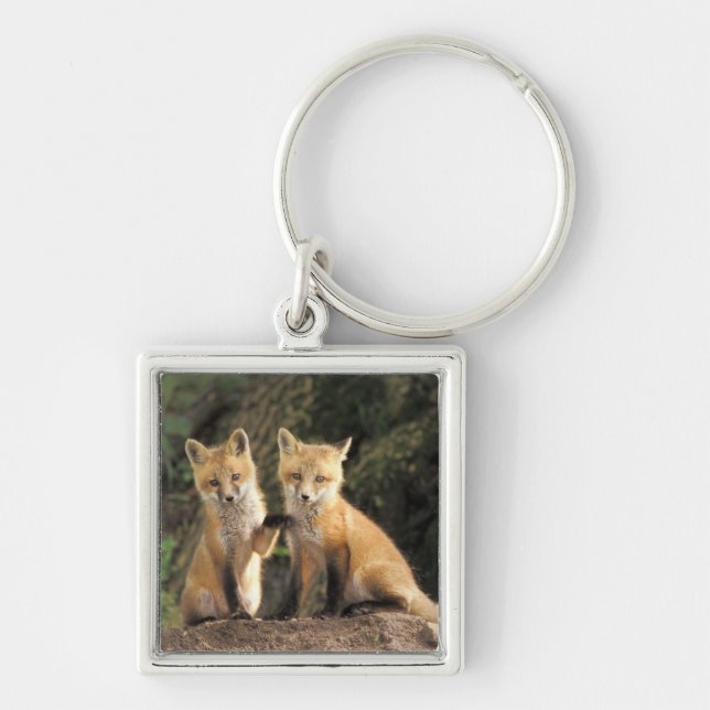 Red Fox pup in front of den Vulpes vulpes) Key Ring (Front)