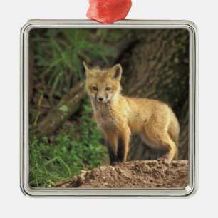 Red Fox pup in front of den (Vulpes vulpes) Metal Ornament