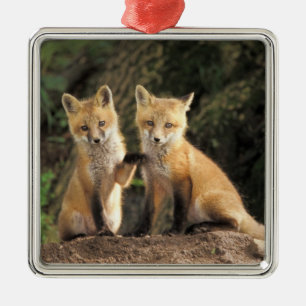 Red Fox pup in front of den Vulpes vulpes) Metal Ornament