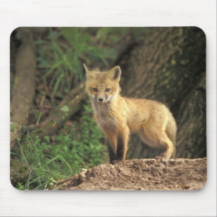 Red Fox pup in front of den (Vulpes vulpes) Mouse Pad