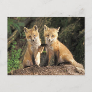 Red Fox pup in front of den Vulpes vulpes) Postcard