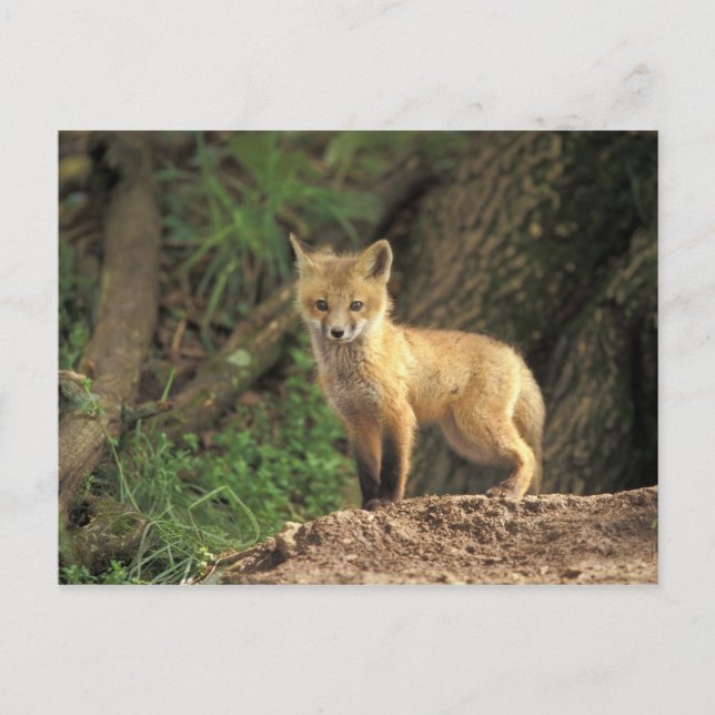 Red Fox pup in front of den (Vulpes vulpes) Postcard (Front)