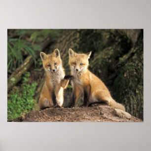 Red Fox pup in front of den Vulpes vulpes) Poster