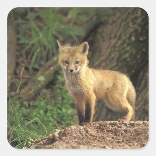 Red Fox pup in front of den (Vulpes vulpes) Square Sticker