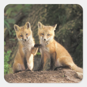 Red Fox pup in front of den Vulpes vulpes) Square Sticker