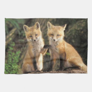 Red Fox pup in front of den Vulpes vulpes) Tea Towel