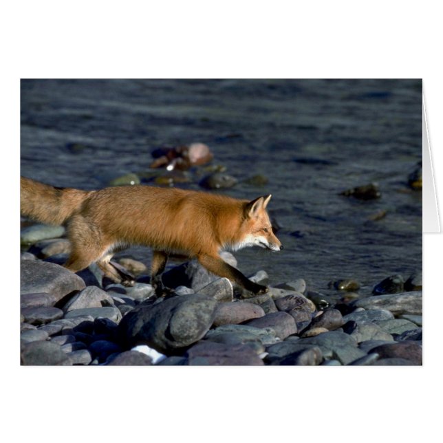 Red Fox running beside river (Front Horizontal)