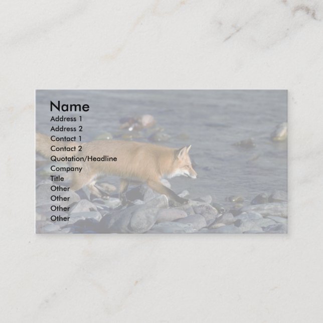 Red Fox running beside river Business Card (Front)