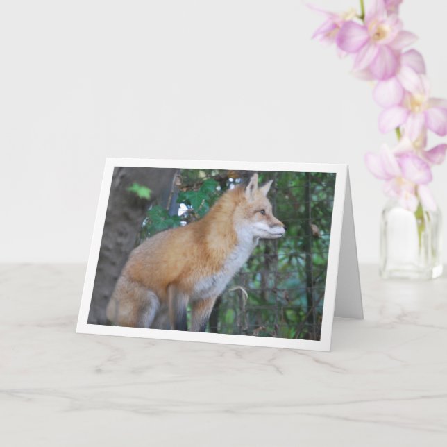 Red Fox Sitting in Woods Card (Orchid)