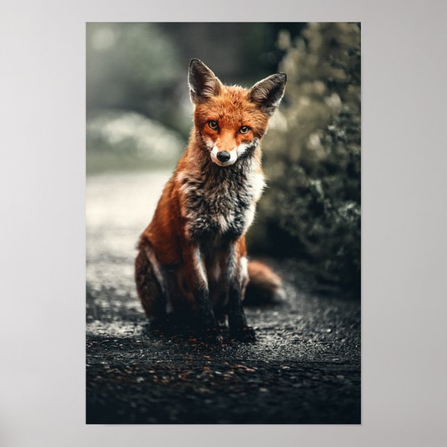 Red Fox Sitting On Ground Poster (Front)