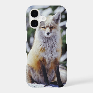 Red Fox sitting on snow bank, Vulpes, Mt.
