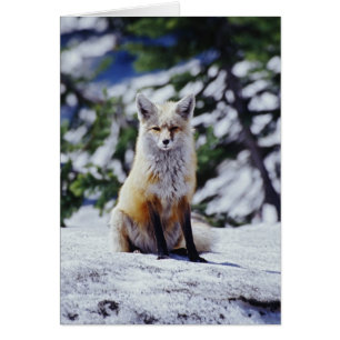 Red Fox sitting on snow bank, Vulpes, Mt.