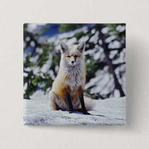 Red Fox sitting on snow bank, Vulpes, Mt. 15 Cm Square Badge
