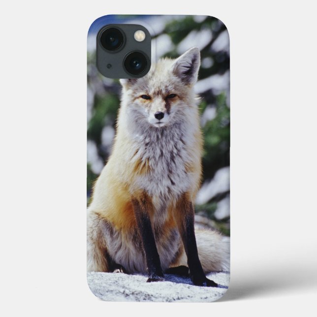 Red Fox sitting on snow bank, Vulpes, Mt. Case-Mate iPhone Case (Back)
