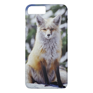 Red Fox sitting on snow bank, Vulpes, Mt. iPhone 8 Plus/7 Plus Case