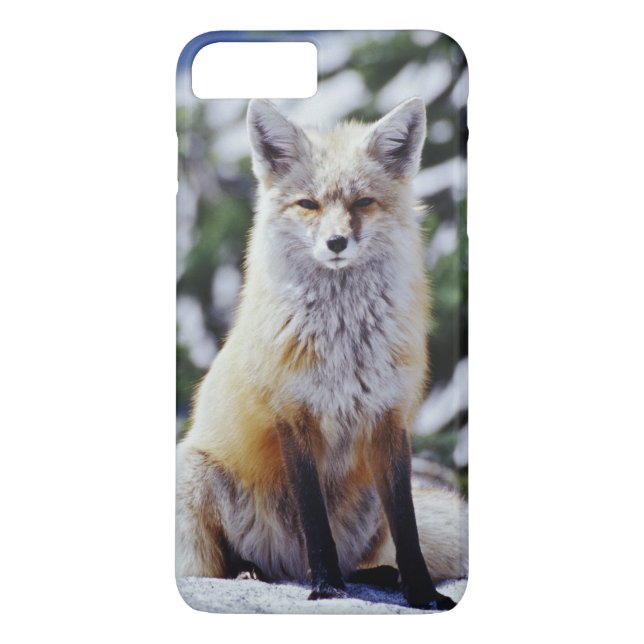 Red Fox sitting on snow bank, Vulpes, Mt. Case-Mate iPhone Case (Back)