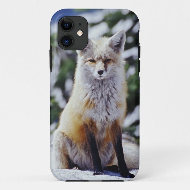 Red Fox sitting on snow bank, Vulpes, Mt. Case-Mate iPhone Case (Back)