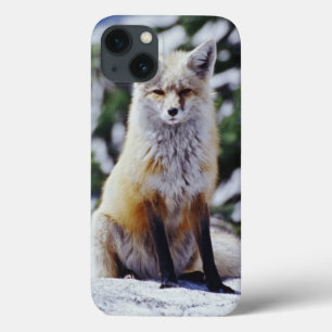 Red Fox sitting on snow bank, Vulpes, Mt. iPhone 13 Case