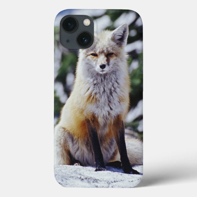 Red Fox sitting on snow bank, Vulpes, Mt. Case-Mate iPhone Case (Back)