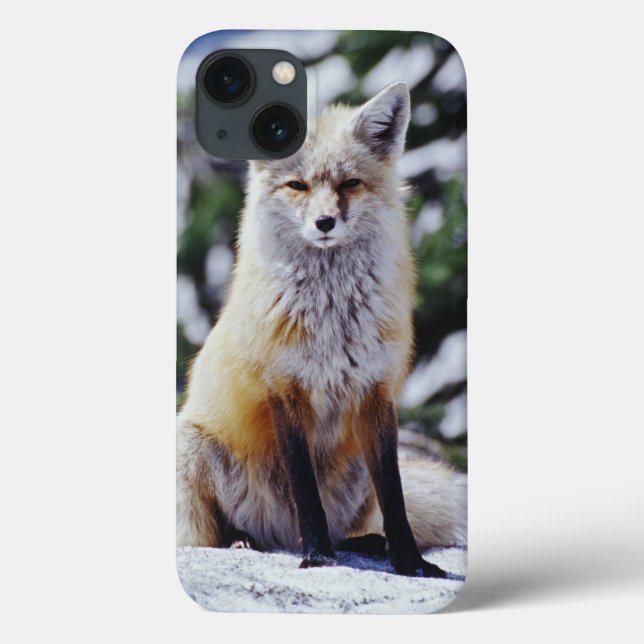 Red Fox sitting on snow bank, Vulpes, Mt. Case-Mate iPhone Case (Back)