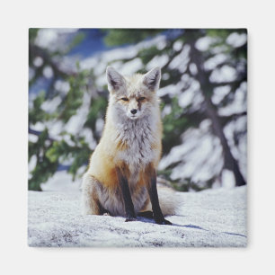 Red Fox sitting on snow bank, Vulpes, Mt. Magnet