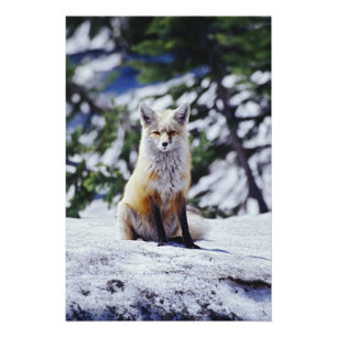 Red Fox sitting on snow bank, Vulpes, Mt. Photo Print