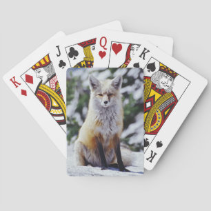 Red Fox sitting on snow bank, Vulpes, Mt. Playing Cards