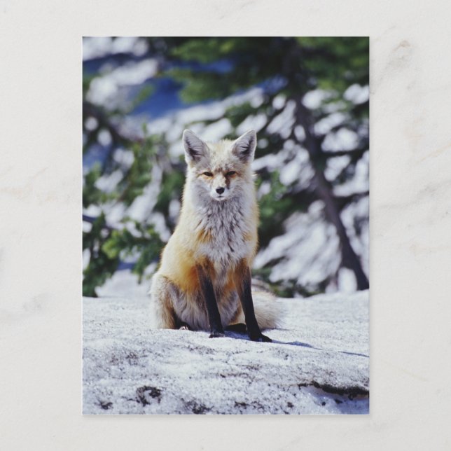 Red Fox sitting on snow bank, Vulpes, Mt. Postcard (Front)